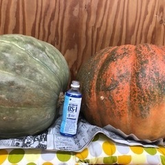 受付終了します。ジャンボカボチャ　　ハロウィンカボチャ(^^)