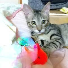 in瀬戸市~子猫大集合！保護猫の譲渡会2022年10月1日（土）...