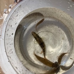 オヤニラミ　5匹