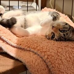 甘えんぼう三毛ちゃん