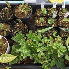 多肉植物　亀甲竜　スプラフォリアータ　　デーツ　ペペロミア　アロエ