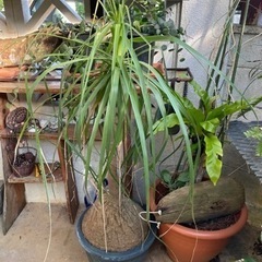 徳利やし、クロトン他