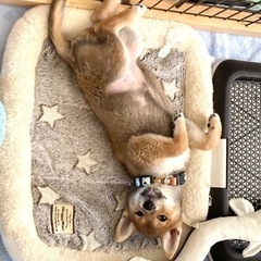 柴犬 男の子 5ヶ月 