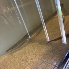 うなぎ　3匹　タウナギ　1匹