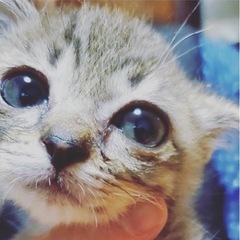 【★完全無料★保護猫ちゃんの動画制作/編集】