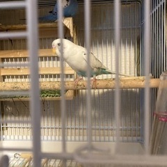 インコ　2羽