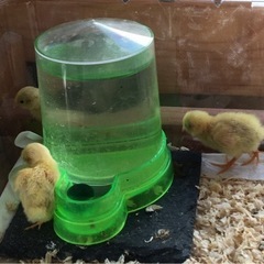 ヒメウズラ、色変わり並うずら、ジャンボうずらのヒナ販売中です！ − 大分県