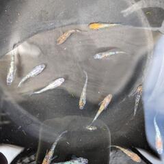 月華めだか　若魚　１０匹セットの画像