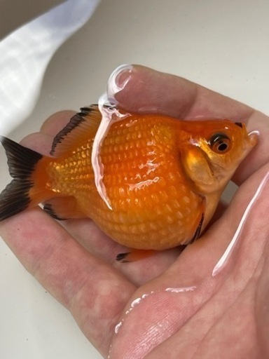 提灯ピンポン