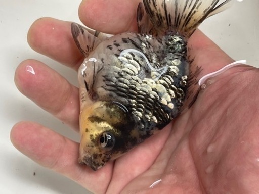 ホワイトタイガー銀鱗