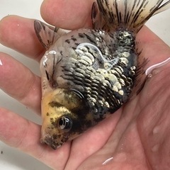 ホワイトタイガー銀鱗