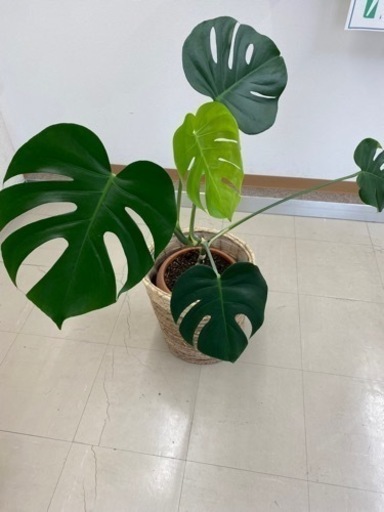 モンステラ　観葉植物