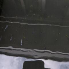 めだか稚魚３０匹