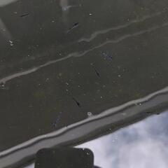 めだか稚魚３０匹の画像