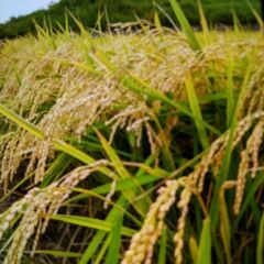 2024年9月収穫 キヌヒカリ 30㎏ （令和6年度 兵庫県産