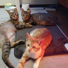 目に障害あり　茶白の子猫のような片目のルゥ　１歳半 - 横浜市