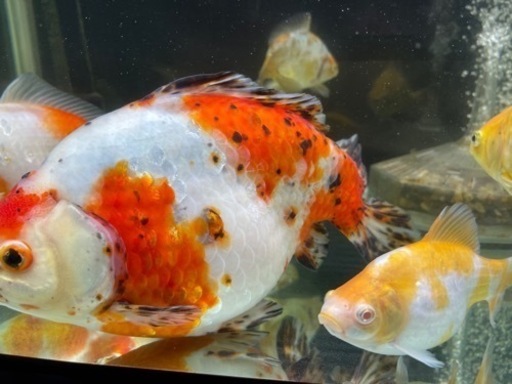 金魚　処　粋