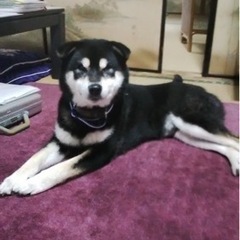 写真の黒柴犬を見かけた方は、ご連絡をお願いいたします。→「親切な...