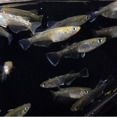 めだか【現物】20匹　マリアージュロングフィン✖️（エメラルドフィン✖️月華）F3の画像