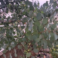ユーカリ各種　切り枝　ドライフラワー等に