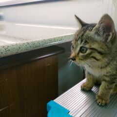 大切に育ててくれる里親さんよろしくお願いします