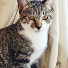★子猫４兄弟姉妹　里親募集