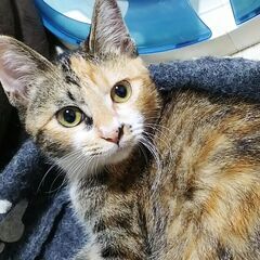 ★子猫４兄弟姉妹　里親募集★