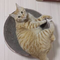 可愛い茶トラとハチワレの兄弟(*^^*) - 猫
