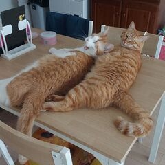 可愛い茶トラとハチワレの兄弟(*^^*) (K.T) 西宮の猫の里親募集