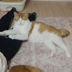 可愛い茶トラとハチワレの兄弟(*^^*) - 里親募集