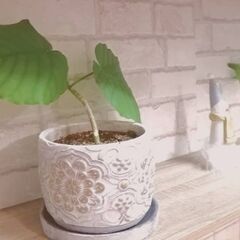 陶器の鉢入りウンベラータ