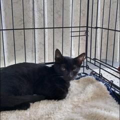 保護猫　里親さん募集
