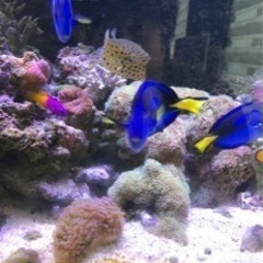 ナンヨウハギ　一匹