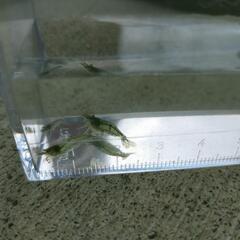 天然採取ミナミヌマエビ　100匹で1000円　手渡しのみ　水槽コケ掃除　メダカ混泳の画像