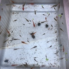 メダカ🐟欲しい方 差し上げます。