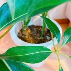 ツピタンサス　110センチ　8号鉢　観葉植物　ガーデニングの画像
