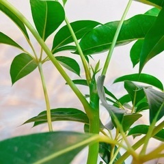 ツピタンサス　110センチ　8号鉢　観葉植物　ガーデニングの画像