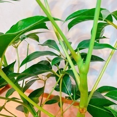 ツピタンサス　110センチ　8号鉢　観葉植物　ガーデニングの画像