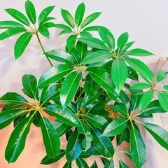 ツピタンサス　110センチ　8号鉢　観葉植物　ガーデニングの画像