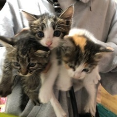 「飼い主不在確認済み」一生可愛がってくださる里親さんさがしてます