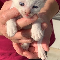 隣の家で産まれた野良猫です😺