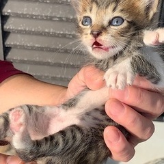 隣の家で産まれた野良猫😺です