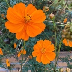 決まりました★黄花コスモスの種①