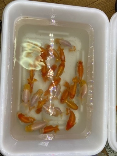 らんちゅう　当歳　27匹