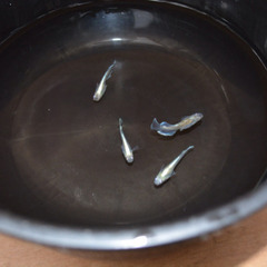 三色ラメ マリアージュキッシングワイドフィンの画像