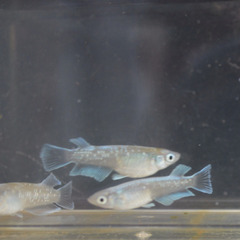 三色ラメ マリアージュキッシングワイドフィンの画像