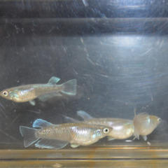 三色ラメ マリアージュキッシングワイドフィンの画像