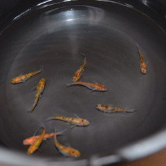 三色ラメ マリアージュキッシングワイドフィンの画像