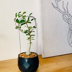 値下！珍奇植物！フォッケアエデュリス　デザイン陶器鉢付き！塊根植物