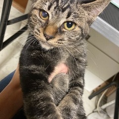 キジトラの男の子
